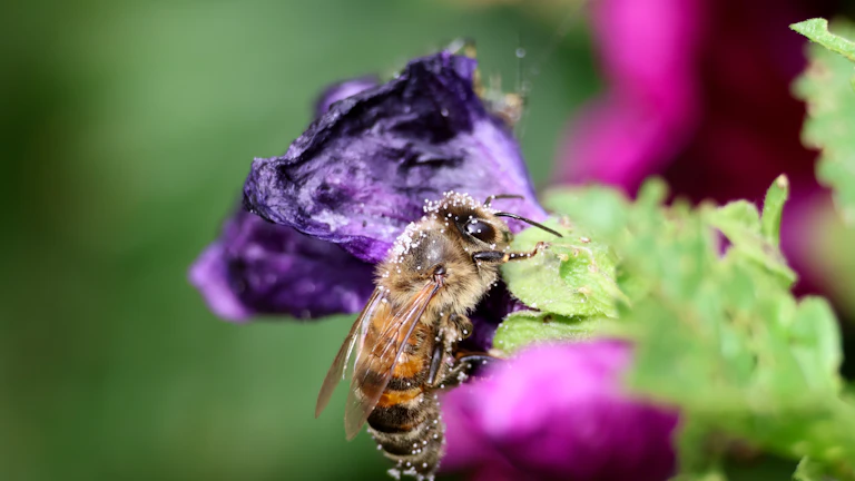 디자인 API 버전 관리 흐름도