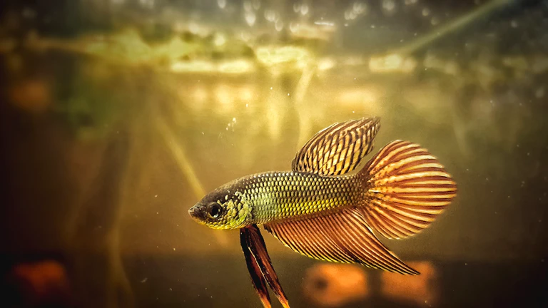 하이브리드 CPU/GPU 페일오버 설정법 11