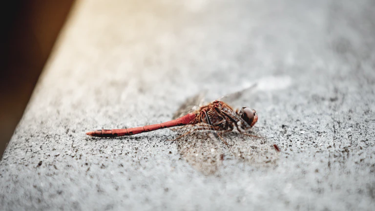 포인트클라우드 필터링 및 DEM 생성 예시