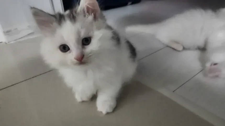 고양이 건강검진과 관절 확인