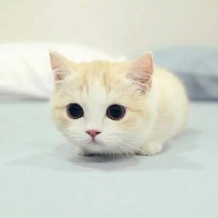 고양이 체중 측정 장면