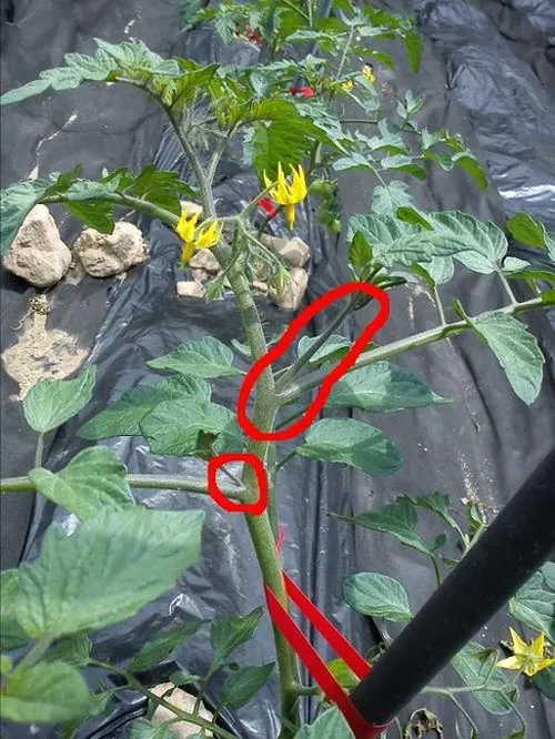 방울토마토 분갈이용 흙과 화분 준비 모습