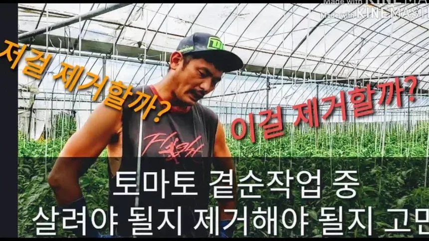 방울토마토에 물을 주고 흙 상태를 확인하는 장면